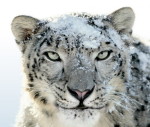 Snow Leopard